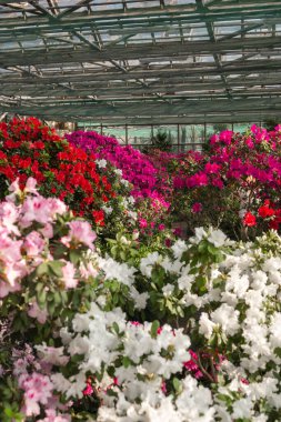 Bir seradaki Azalea Çiçekleri Çalıları