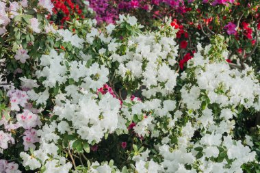 Bir serada Azalea 'nın Hafif Çalıları Çiçekleri