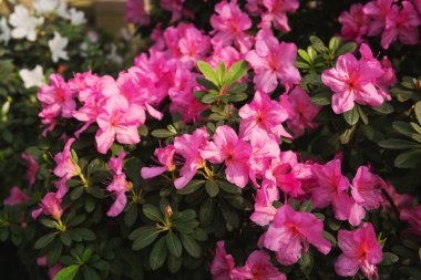 Bir serada Azalea Çiçekleri Olursa Canlı Çalılıklar