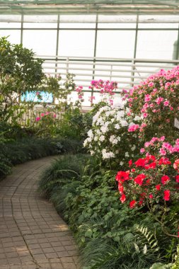 Seradaki parlak pembe Azalea Çiçekleri