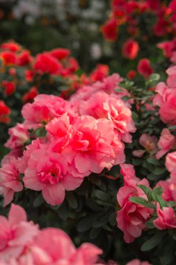 Bir serada açan Azalea Çiçekleri