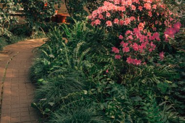 Bir serada açan Azalea Çiçekleri