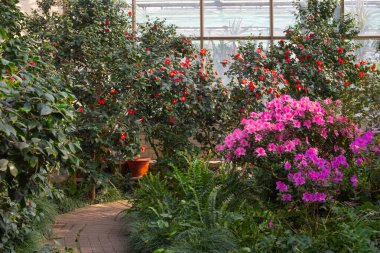 Bir serada açan Azalea Çiçekleri