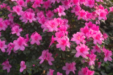 Parlak pembe azalia çiçekleri açıyor 