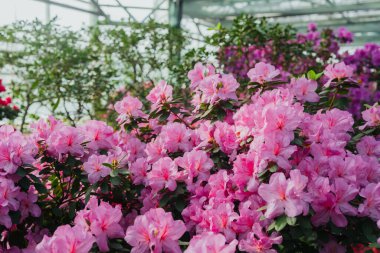 Parlak pembe azalia çiçekleri açıyor 