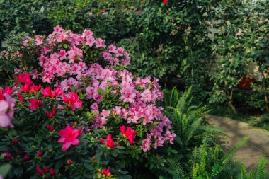 Parlak pembe azalia çiçekleri açıyor 