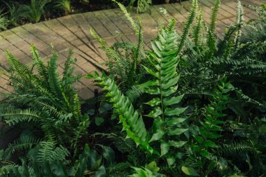 Yeşil Yapraklı Tuğla Yolu 
