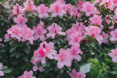 Parlak pembe azalia çiçekleri açıyor 