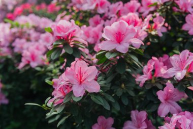 Parlak pembe azalia çiçekleri açıyor 