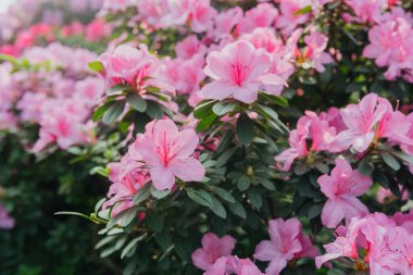 Parlak pembe azalia çiçekleri açıyor 