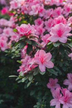 Parlak pembe azalia çiçekleri açıyor 