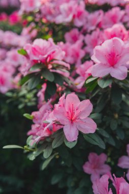 Parlak pembe azalia çiçekleri açıyor 