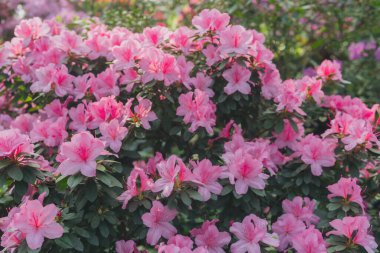 Parlak pembe azalia çiçekleri açıyor 