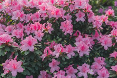 Parlak pembe azalia çiçekleri açıyor 