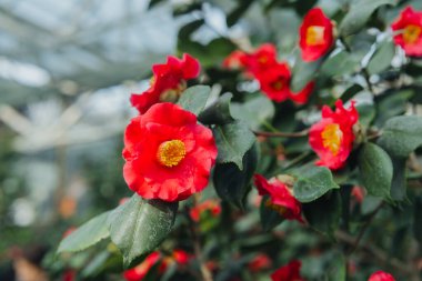 Kırmızı bir Japon kamelya çiçeğine yaklaş.