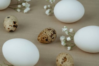 Beyaz çiçekli bıldırcın yumurtası ve tavuk yumurtası. Doğal sağlıklı gıda ve organik tarım kavramı