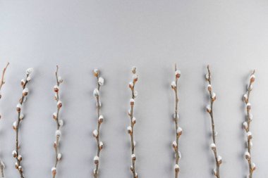Pussy willow branches on light grey  background