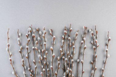 Pussy willow branches on light grey  background