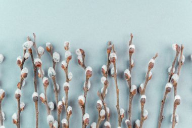 Pussy willow branches on blue backgroun