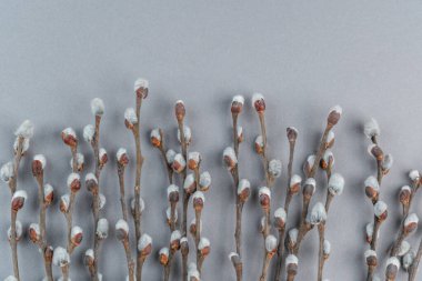 Pussy willow branches on light grey  background. Spring banner.