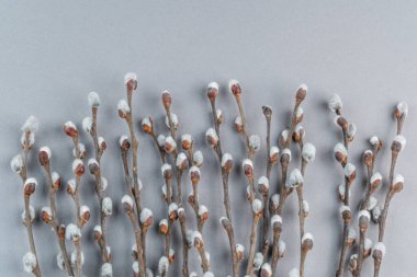 Pussy willow branches on light grey  background. Spring banner.