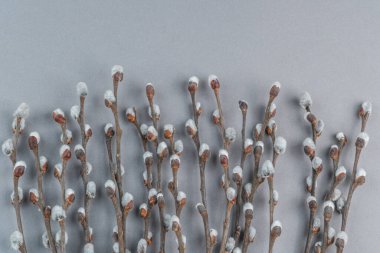 Pussy willow branches on light grey  background. Spring banner.
