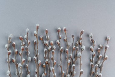 Pussy willow branches on light grey  background. Spring banner.