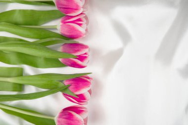 Beyaz ipeksi kumaşlı pembe laleler, mesaj için uygun bir yer. Bahar bayrağı. 