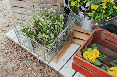 Renkli çiçekler ve yeşil bitkiler pazarda ahşap sandıklara dizilmişler..