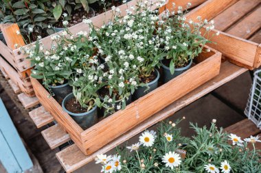 Saksıda çiçek açan bitkiler çocuk odasındaki ahşap raflarda güzelce sergilenir..