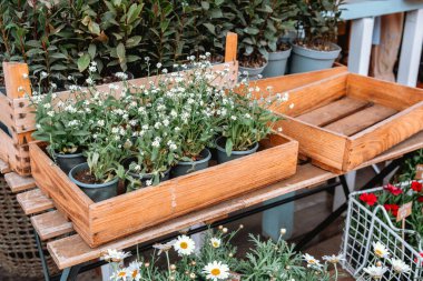 Bahçe piyasasında saksı çiçekli ahşap kasalar ve düzgünce dizilmiş yeşillikler sergileniyor..