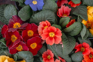 Kırmızı, turuncu, mor ve sarı renkli canlı çiçekler doğanın güzelliğini vurgular..
