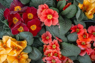 Çiçeklerin çeşitli parlak renklerdeki yemyeşil görüntüsü bahçeyi doldurur..