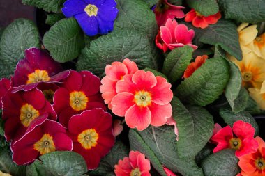 İlkbaharda zengin yeşil yapraklarla çevrili canlı çiçekler çeşitli renklerle açar..