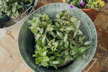 Canlı bir bahçe ortamında metal kaplara yerleştirilmiş yeşil bitkiler..