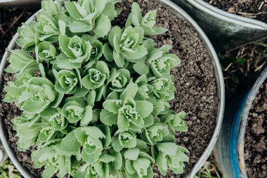 Sulu bitkiler, açık havada zengin topraklarla dolu metal kaplarda bereketli bir küme oluştururlar..