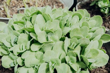 Canlı yeşil sulular yoğun bir şekilde güneş ışığı altında iyi korunan bir bahçe yatağında yetişir..