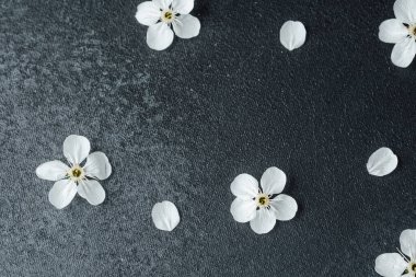 Beyaz kiraz çiçekleri dokulu siyah bir arka planda çiçek açar. Huzurlu bir ortam yaratır..