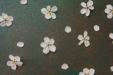 Narin beyaz çiçek yaprakları, koyu ve dokulu bir yüzeye eşit olarak yayılmış..