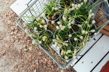 Beyaz çiçekli yeşil bitkiler doğayı gösteren çakıl yolu ile metal bir arabayı dolduruyor..