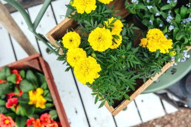 Canlı sarı kadife çiçekleri ve diğer çiçekler dışarıdaki ahşap tarlalarda sergilenir..