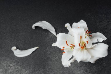 Narin beyaz bir nilüfer çiçeği, yapraklarının arasında zarif bir şekilde uzanır..