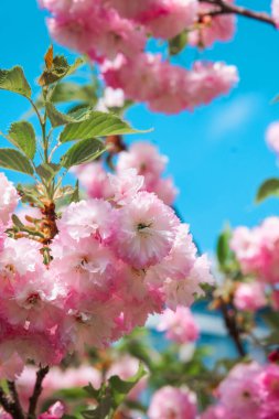 Pembe kiraz çiçekleri dalları doldurur ilkbahar boyunca açık mavi gökyüzüne karşı.