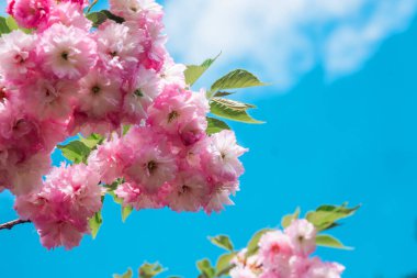 Canlı pembe kiraz çiçekleri dalları süslüyor baharda berrak bir gökyüzüne karşı.