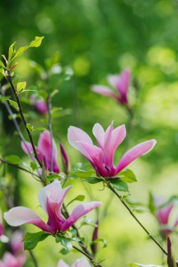 Manolya çiçekleri taze yeşil yaprakların arasında canlı pembe yapraklarını sergiler..