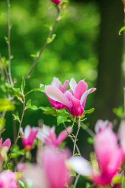 Manolya çiçekleri bahar zamanı yemyeşil bir bahçede canlı pembe çiçekler sergiler..