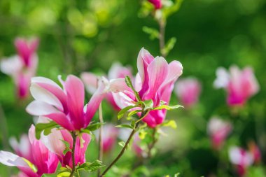 Pembe ve beyaz manolya çiçekleri yeşillik dolu güneşli bir bahar bahçesinde yeşerir..
