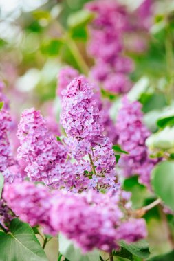 Çiçek açan leylak demetleri canlı mor renklerini bir bahçede sergiliyor.