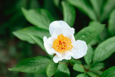 Sarı merkezli beyaz bir çiçek baharda yemyeşil yaprakların arasında açar..