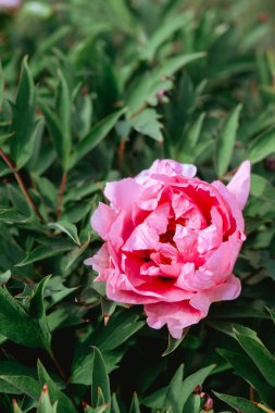 Büyüleyici pembe bir şakayık çiçeği verimli bir bahçe ortamında güzel bir şekilde açılır..